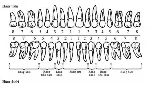 Vị trí các răng cửa trong cung hàm