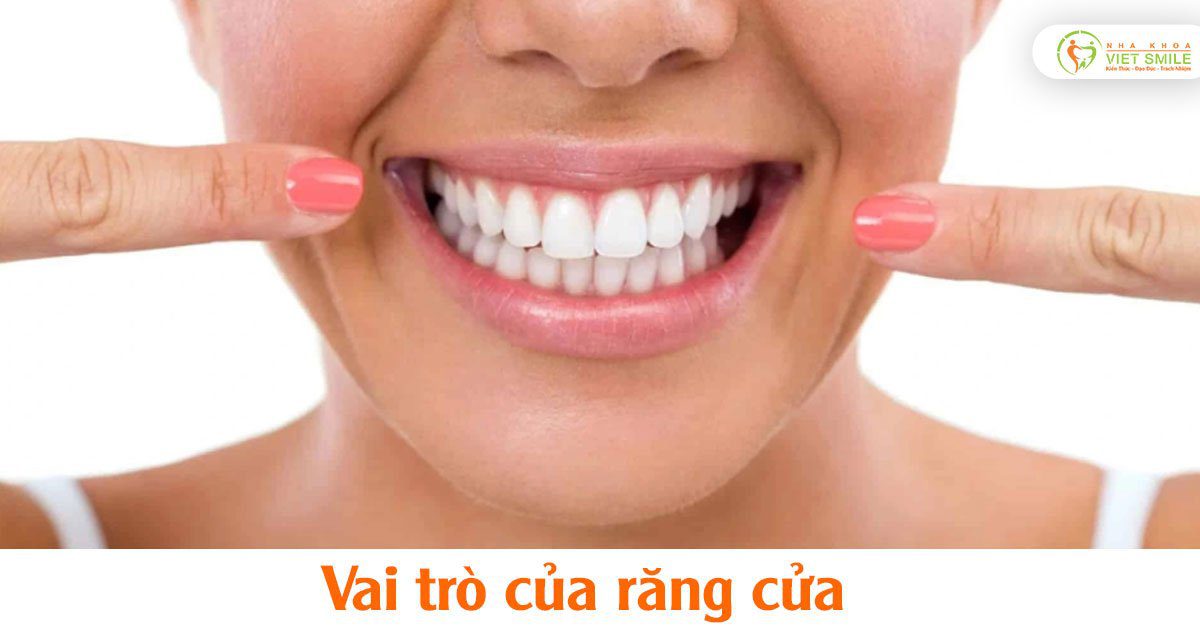 Vai trò của răng cửa